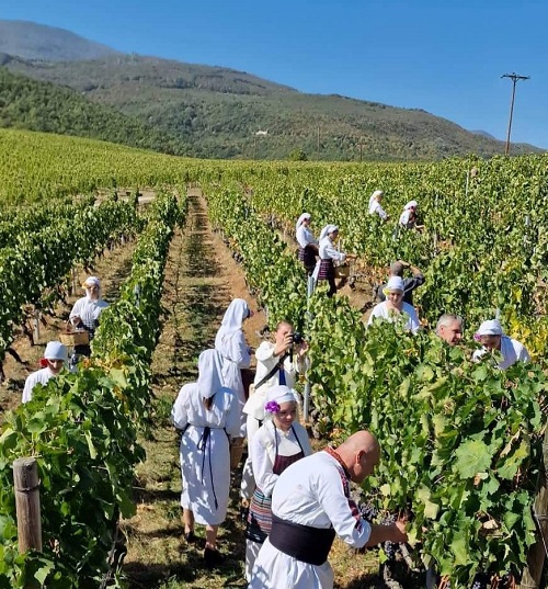 NAOYSA.FESTIVAL.TRIGOY.AFISA.2022