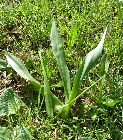 SAVUDIS.THOMAS.KOLXIKINH