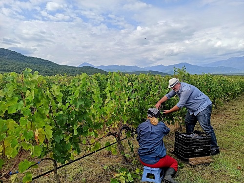 TRYGOS.PIERIA.2023.1 1